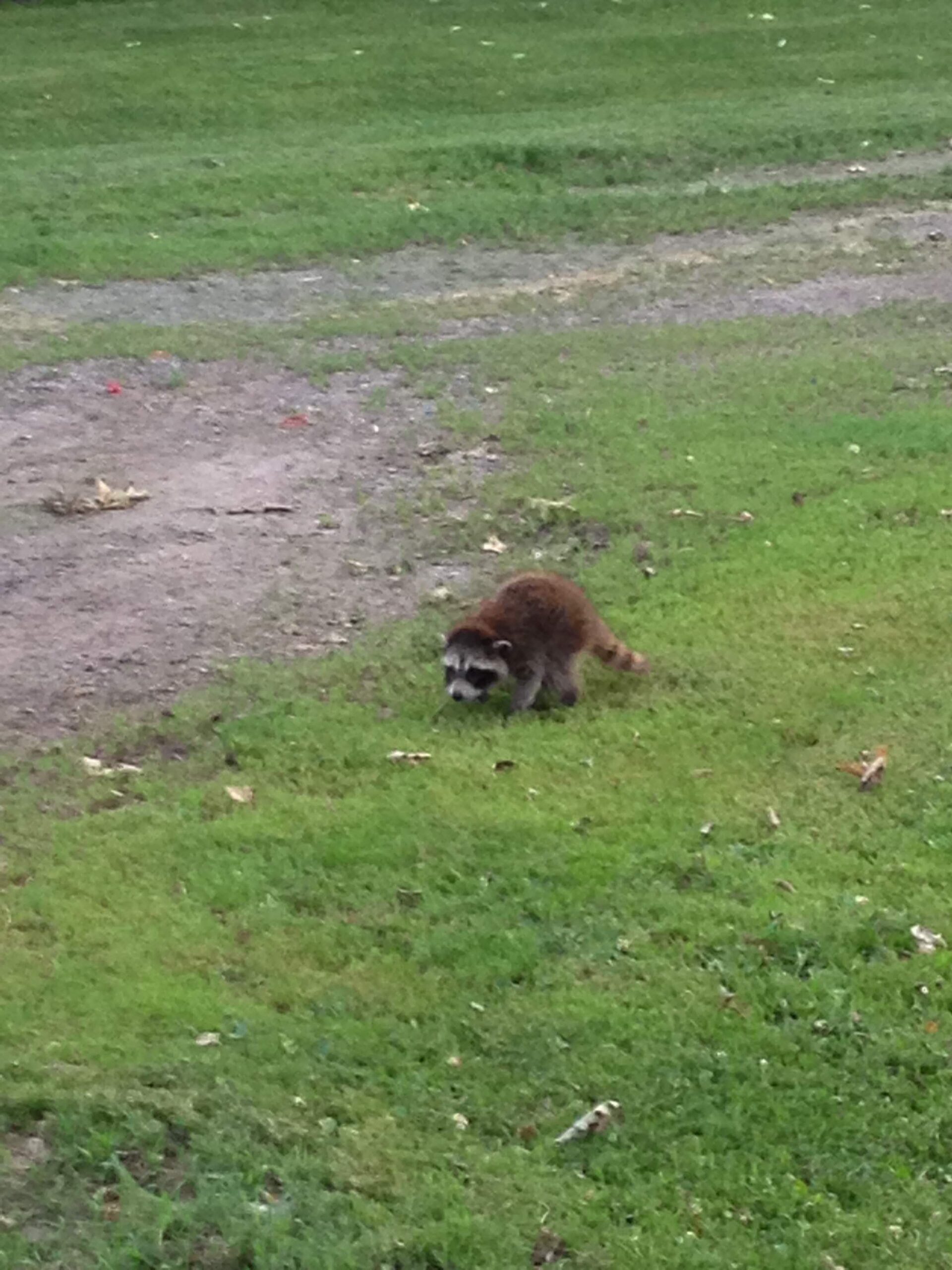 Minnesota Wildlife: Right At Your Front Door!